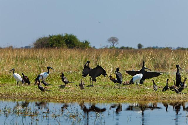 076 Okavango Delta, watervogels.jpg